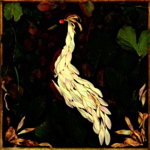 Portada del álbum Fortunate Fall de Audrey Assad